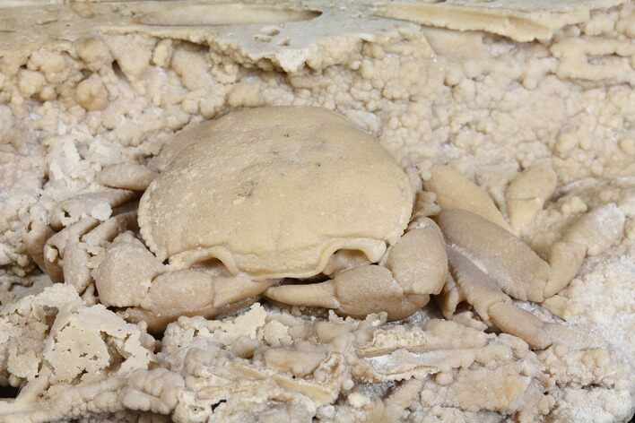 Fossil Crab (Potamon) Preserved in Travertine - Turkey #145048